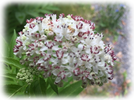 Sambucus Ebulus Attich Zwergholunder