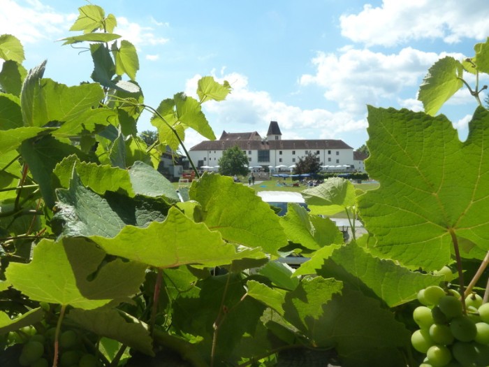 Schloss Seggau Weingarten Leibnitz