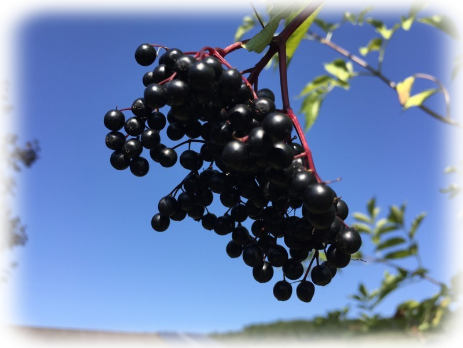 reifer Holulunder sambucus nigra